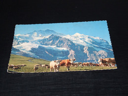 41826-      SUISSE, KLEINE SCHEIDEGG MIT JUNGFRAU / ANIMALS / TIERE / ANIMAUX / ANIMALES - Cows