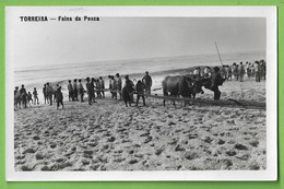 Torreira - Faina Da Pesca. Aveiro. Portugal (Fotográfico) - Aveiro