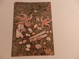 Delcampe - Oude Postkaart Van Belgie    --   Heist Aan Zee - Heist