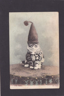 Cat Card -  Where Did That One Go ??.   1920.   (345). - Cats