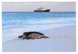 25 T -  TORTUE Retour à La Mer Après La Ponte - En Arrière Plan Le  MARION DUFRESNE - 2 SCAN - Schildpadden