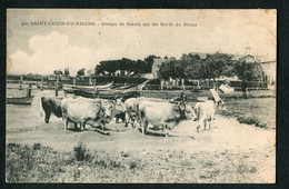 Carte Postale Ancienne 1906 Saint Louis Du Rhône (13) Groupe De Boeufs Sur Les Bords Du Rhône - Saint-Louis-du-Rhône