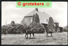 LOCHEM Ruighenrode Kamphuis 1974  Paarden / Horses / Cheveaux - Lochem