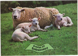 Groeten Uit Dedemsvaart - (Overijssel, Nederland / Holland) - Nr. 701 - Schaap, Lammetjes - Dedemsvaart