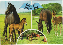 Groeten Uit Dedemsvaart - (Overijssel, Nederland / Holland) - Nr. L 3337 - Paarden, Veulens, Wei - Dedemsvaart