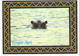 South Africa - Kruger National Park - Nationale Krugerwildtuin - Hippopotamus - Seekoei - Nilpferd - Hippo - Hippopotamuses