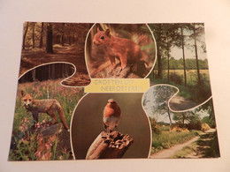 Oude Postkaart Van Belgie    --   Neeroeteren - Maaseik