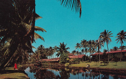 ETATS UNIS(HAWAII) KAUAI(ARBRE) - Kauai