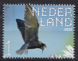 Nederland - Beleef De Natuur - 21 Februari 2022 - Nieuwkoopse Plassen - Zwarte Stern - Chlidonias Niger - MNH - Seagulls