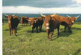 15 Troupeau Vaches Salers - Altri Comuni