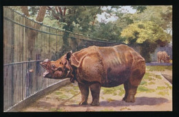 RHINOCEROS   2 SCANS - Rhinozeros