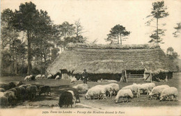 Dans Les Landes * Le Pacage Des Moutons Devant Le Parc * Berger Type Personnage - Other & Unclassified