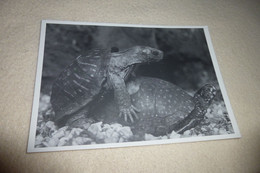 BELLE CARTE PHOTO .."DEUX TORTUES" .. - Turtles