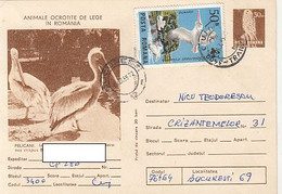 W1312- KESTREL, PELICANS, BIRDS, ANIMALS, POSTCARD STATIONERY, 1985, ROMANIA - Pelicans