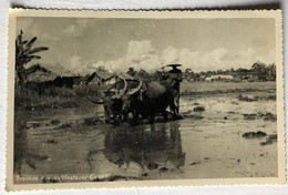 Carte Photo Indochine Gia Dinh 1951 Travaux Des Cultivateurs Buffles Rizière - Asia