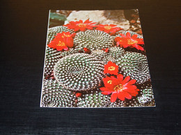 42053-                        PRINCIPAUTE DE MONACO, REBUTIA BERYLLIOIDES - Blumen