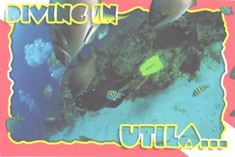 Diving In Utila, Fishes - Salto De Trampolin