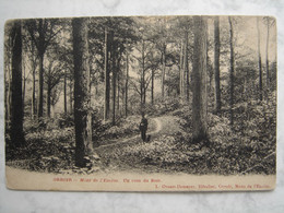 Orroir (Mont De L'Enclus) Un Coin Du Bois - Kluisbergen