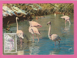 Carte Maximum - France - Flamant Rose 1970 (Premier Jour Paris) - Flamingos