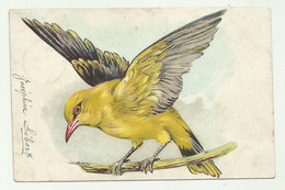 TIPO DI UCCELLO - VIAGGIATA  FP - Birds