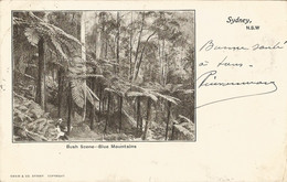 AUSTRALIA - NSW - BUSH SCENE - BLUE MOUNTAINS - PUB. SWAIN & CO - 1904 - Autres