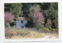 AK 038470 FRANCE - Beaumes-de-Venise - Blühende Judasbäume - Beaumes De Venise