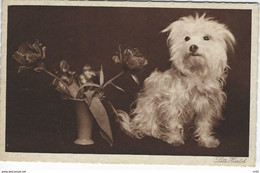 ANIMAUX  - CHIEN Assis A Coté D'un Vase Et Fleurs  ( Signé  Lotte Herrlich ) - DOG ( Effet Velours A L'inclinaison ) - Herrlich, Lotte