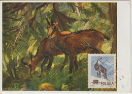 Pologne Carte Maximum 1954 Chamois 787 - Tarjetas Máxima