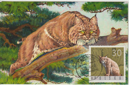 Pologne Carte Maximum 1965 Lynx 1484 - Cartes Maximum
