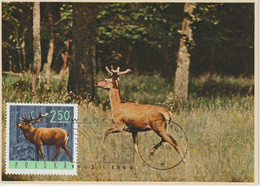 Pologne Carte Maximum 1965 Cerf 1489 - Maximumkaarten