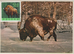 Pologne Carte Maximum 1965 Bison 1490 - Cartoline Maximum