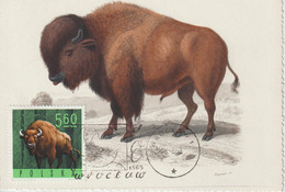 Pologne Carte Maximum 1965 Bison 1490 - Maximumkarten