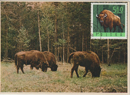 Pologne Carte Maximum 1965 Bison 1490 - Cartoline Maximum