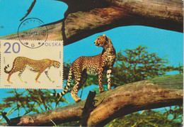 Pologne Carte Maximum 1972 Guépard 2007 - Cartoline Maximum