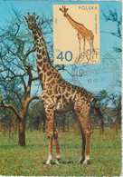 Pologne Carte Maximum 1972 Girafe 2008 - Cartes Maximum