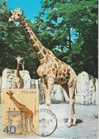Pologne Carte Maximum 1972 Girafe 2008 - Tarjetas Máxima