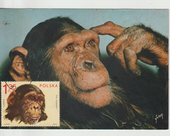 Pologne Carte Maximum 1972 Chimpanzé 2010 - Maximum Cards