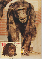 Pologne Carte Maximum 1972 Chimpanzé 2010 - Maximumkaarten