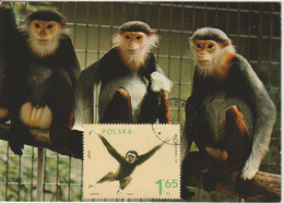 Pologne Carte Maximum 1972 Gibbon 2011 - Maximumkarten