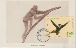 Pologne Carte Maximum 1972 Gibbon 2011 - Cartes Maximum