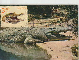 Pologne Carte Maximum 1972 Crocodile 2012 - Cartes Maximum