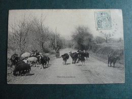 B2 - 65 - Chevriére Pyrénéenne - 1906 - Troupeau Des Chèvres De Pyrénées - Zonder Classificatie