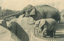 CPA Parc Zoologique Du Bois De Vincennes-Elephant   L1275 - Sonstige