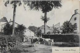 Julot1939 ..-- BEHO ..-- VACHES Au VILLAGE . Vers FRANCHIMONT ( Melle Renée COMPERE ) . Voir Verso . - Gouvy