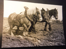 Maxi Carte Photo Chevaux De Labour - A. Grillon - Horses