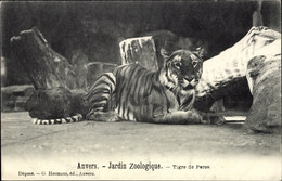CPA Antwerpen Anvers Flandern, Jardin Zoologique, Tigre De Perse - Otros