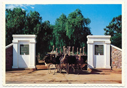 9 CPM - AFRIQUE DU SUD - Highgate Ostrich Farm, OUDTSHOORN - Fermes D'Autruches - Zuid-Afrika
