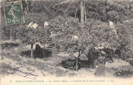 06-LA CULTURE DALOU, CEUILETTE DE FLEUR D'ORANGER - Grasse