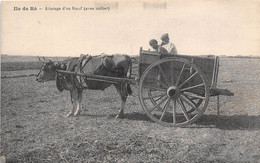 17-ILE-DE-RE- ATTELAGE D'UN BŒUF AVEC COLLIER - Ile De Ré