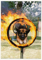 CPM - AFRIQUE DU SUD - "De Beers Dogs (Kimberley)" - Un Chien Passe Des Rouleaux Enflammés - Dog School - Dogs